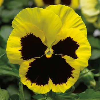 Viola x wittrockiana 'Yellow w/Blotch' 