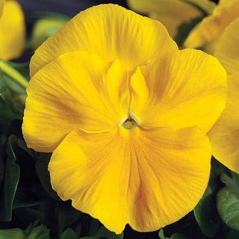 Viola x wittrockiana 'Yellow' 