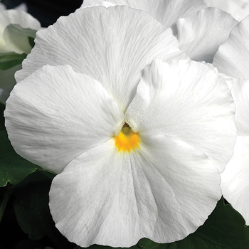 Viola x wittrockiana 'White' 