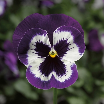 Viola x wittrockiana 'Violet w/Face' 