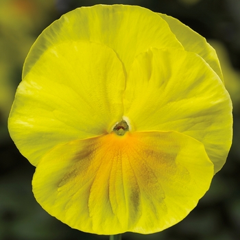 Viola x wittrockiana 'Pure Lemon' 