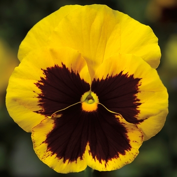 Viola x wittrockiana 'Gold w/Blotch' 