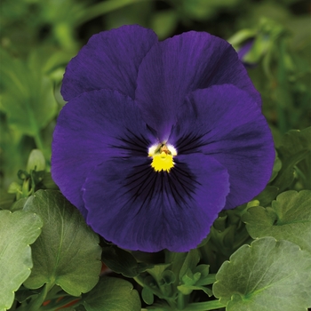 Viola x wittrockiana 'Deep Blue' 