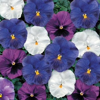 Viola x wittrockiana 'Cool Waters Mix' 