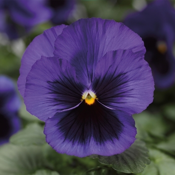 Viola x wittrockiana 'Blue w/Blotch' 