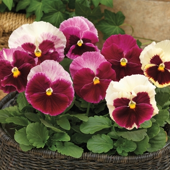 Viola x wittrockiana 'Strawberry Cream' 