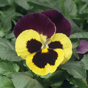 Viola x wittrockiana 'Purple Wing' 