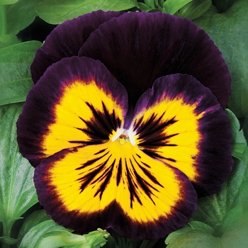 Viola x wittrockiana 'Midnight Sun' 