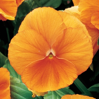 Viola x wittrockiana 'Deep Orange' 