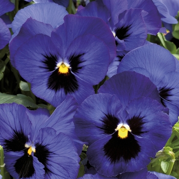 Viola x wittrockiana 'Blue w/Blotch' 