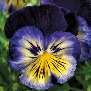 Viola x wittrockiana 'Blue Sun' 