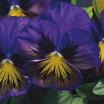 Viola x wittrockiana 'Blue Butterfly' 