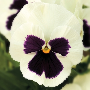 Viola x wittrockiana 'White w/Blotch' 