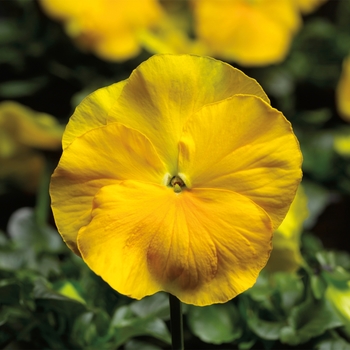 Viola x wittrockiana 'Pure Yellow' 
