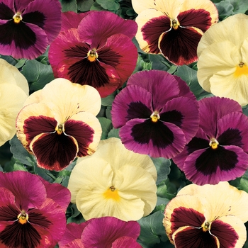 Viola x wittrockiana 'Apple Cider Mix' 