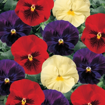 Viola x wittrockiana 'Wine & Cheese Mix' 