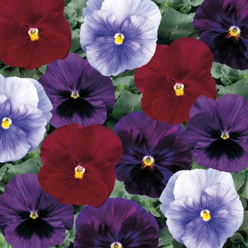 Viola x wittrockiana 'Berry Tart Mix' 