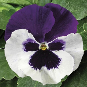 Viola x wittrockiana 'White w/Purple Wing' 