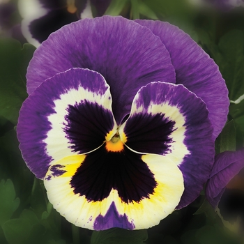 Viola x wittrockiana 'Tricolor' 