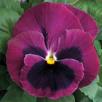 Viola x wittrockiana 'Rose w/Blotch' 