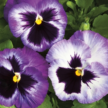 Viola x wittrockiana 'Lavender Medley' 