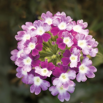 Verbena 'Twister™ Violet' 