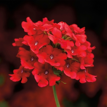 Verbena 'Scarlet' 