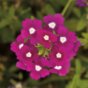 Verbena Obsession™ Cascade 'Purple Shades with Eye'