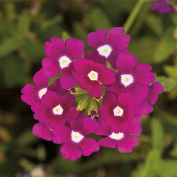 Verbena 'Purple Shades with Eye' 