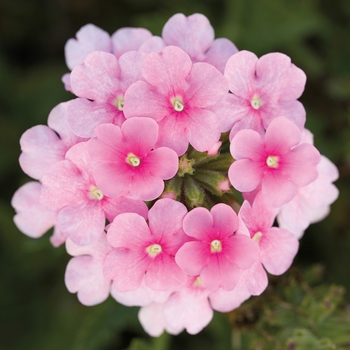 Verbena 'Pink Shades' 