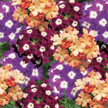 Verbena 'Wine & Cheese Mix' 