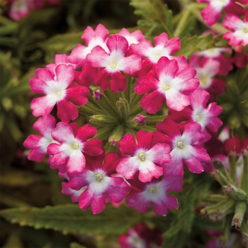 Verbena Obsession™ 'Twister™ Red'