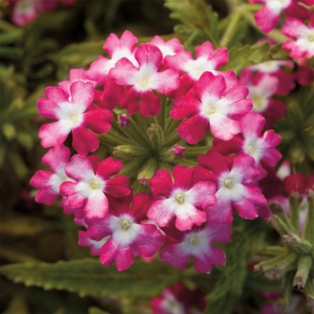 Verbena 'Twister™ Red' 