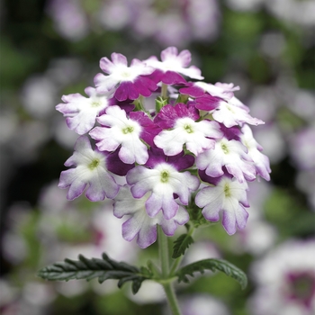 Verbena 'Twister™ Purple' 