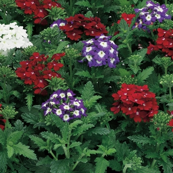 Verbena Obsession™ 'Spirit Mix'