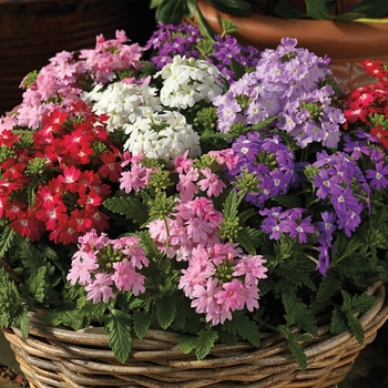 Verbena 'Pastel Mix' 