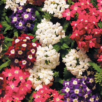 Verbena 'Eyed Mix' 