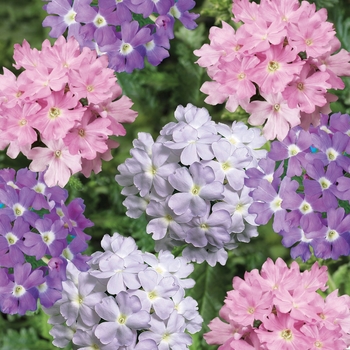 Verbena 'Cotton Candy Mix' 