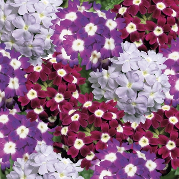 Verbena Obsession™ 'Berry Tart Mix'