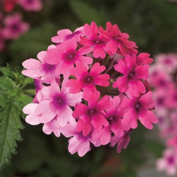 Verbena 'Bright Eye' 