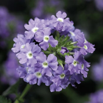 Verbena 'Blue Eyes' 