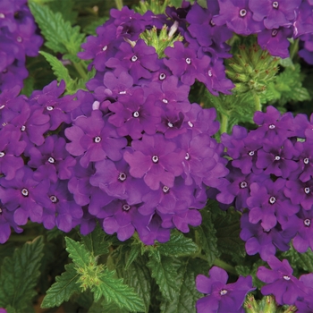 Verbena Lanai® 'Blue Denim'