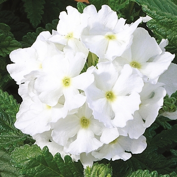 Verbena 'White' 