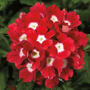 Verbena Tuscany™ 'Scarlet w/Eye'