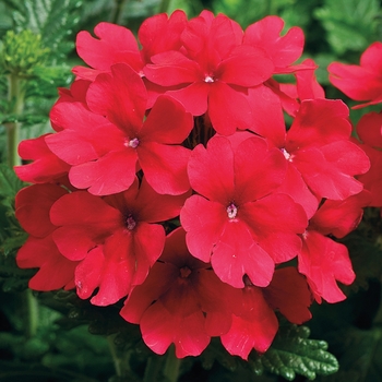 Verbena 'Scarlet' 