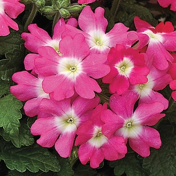 Verbena 'Rose with Eye' 