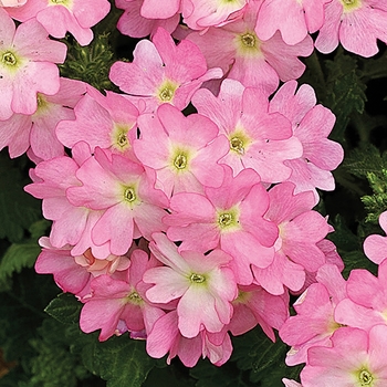 Verbena 'Pink Picotee' 