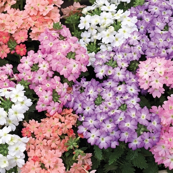 Verbena 'Pastel Mix' 