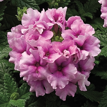 Verbena 'Orchid Frost' 