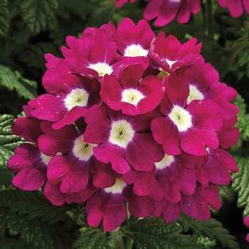 Verbena 'Burgundy with Eye' 